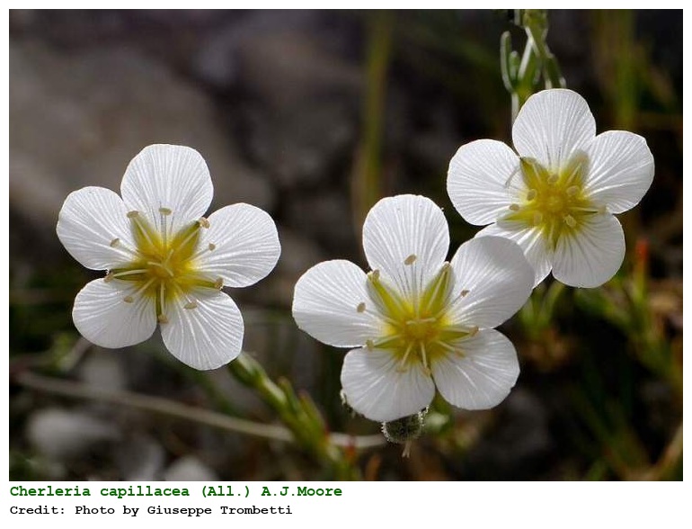 Cherleria capillacea (All.) A.J.Moore & Dillenb.